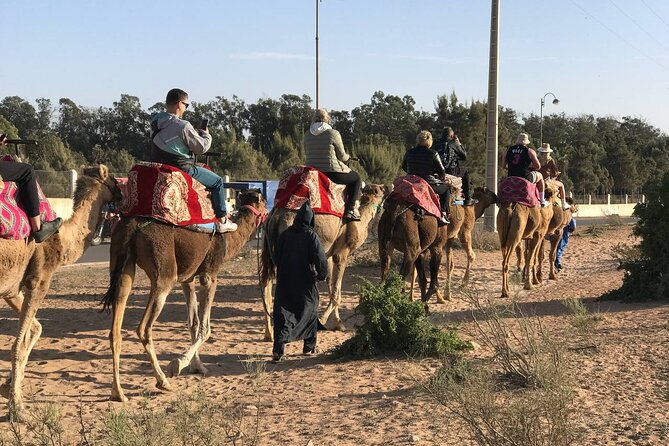 Camel ride in agadir at sunset with barbecue and couscous - The Souss River and possible flamingos
