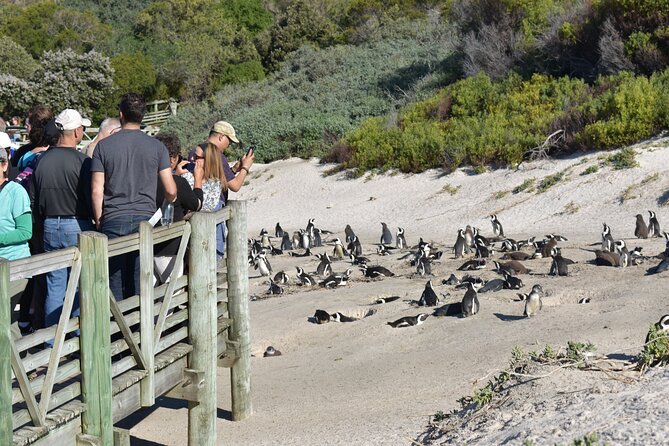 Cape of Good Hope and Penguins Full-Day Tour from Cape Town - Boulders Beach and the African penguins