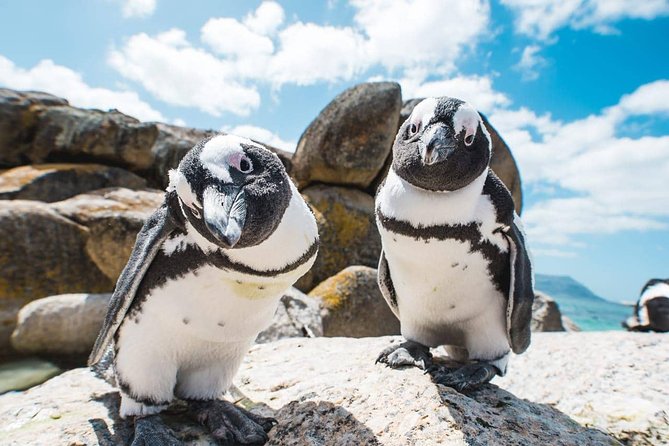 Cape of Good Hope and Penguins Full-Day Tour from Cape Town - Hout Bay and the optional seal boat