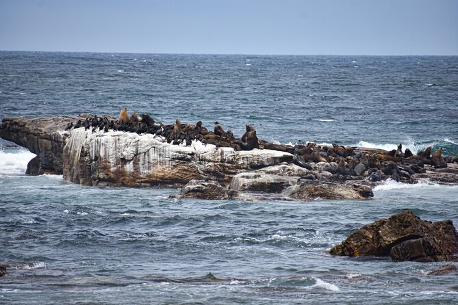 Cape of Good Hope & Boulder Penguins Full-Day Tour from Cape Town - Camps Bay, Bantry Bay, and Clifton bring the coastal views
