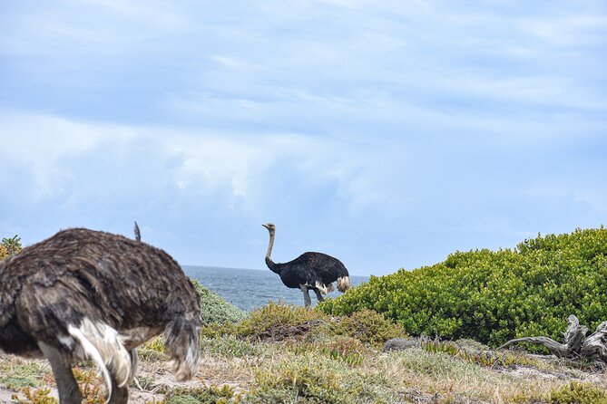 Cape of Good Hope & Boulder Penguins Full-Day Tour from Cape Town - The Old Cape Point Lighthouse rewards the climb