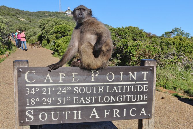 Cape of Good Hope & Penguins Small Group Tour from Cape Town - Hout Bay, seals, and Chapman’s Peak