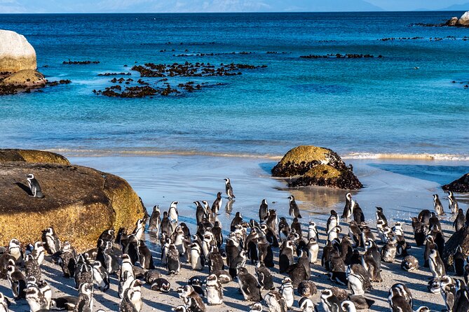 Cape of Good Hope & Penguins Small Group Tour from Cape Town - Kalk Bay, St James, and the ride home