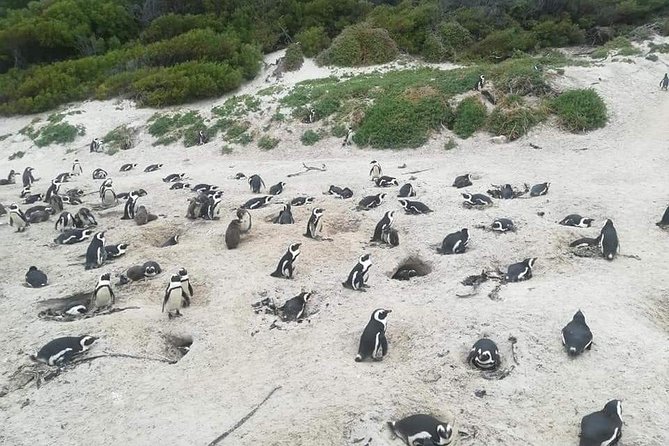 Cape of Goodhope Tour a Full Day Exploring the Cape Peninsula - A full Cape Peninsula day in one private vehicle