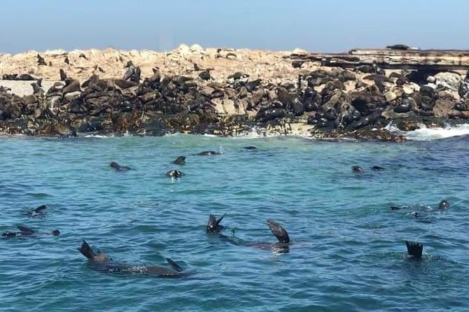Cape of Goodhope Tour a Full Day Exploring the Cape Peninsula - Boulders Beach and the penguin colony