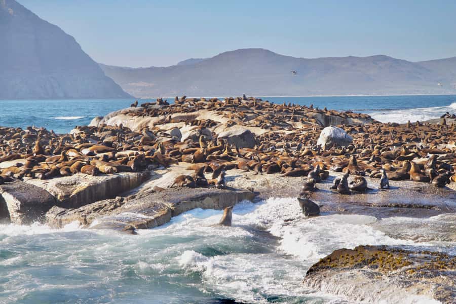 Cape Peninsula Shared Half-Day Tour - Simon’s Town and the optional African penguins
