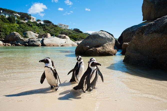 Cape Point and Boulder's Penguins Full Day Tour - The old lighthouse and the Cape Point view