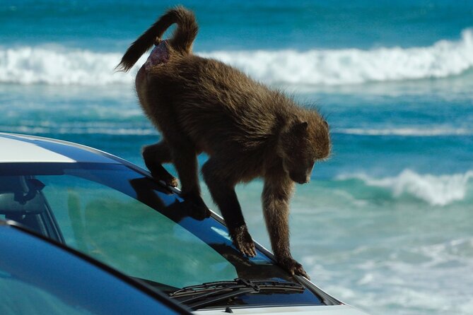 Cape Point and Boulder's Penguins Full Day Tour - The return route through Kommetjie and Silvermine