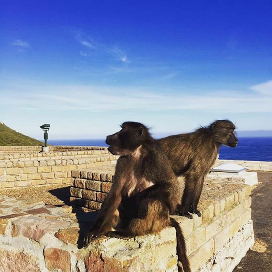 Cape Point Full-Day Tour From Cape Town - Key Points