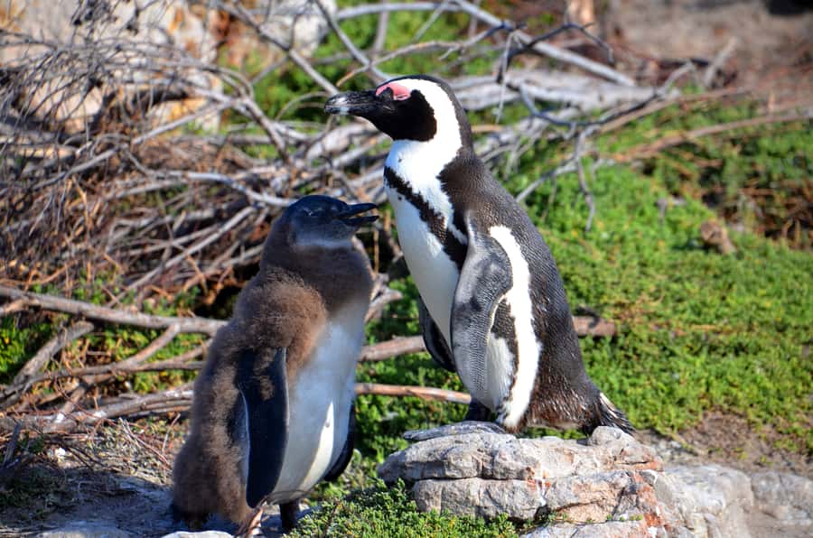 Cape Point Full-Day Tour From Cape Town - Inside Table Mountain National Park