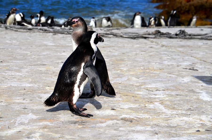 Cape Point Full-Day Tour From Cape Town - Starting Along the Atlantic Coast