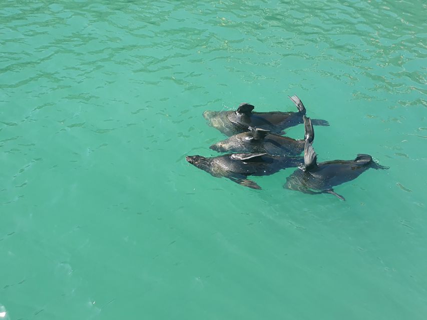 Cape Town: 30 Minute Harbour Boat Cruise with Seal Watching - The opening minutes: city views from the harbor