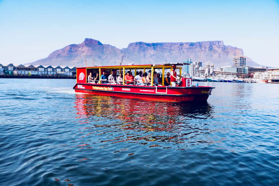 Cape Town: 30 Minute Seal-Watching Harbour Cruise - How the audio commentary adds value