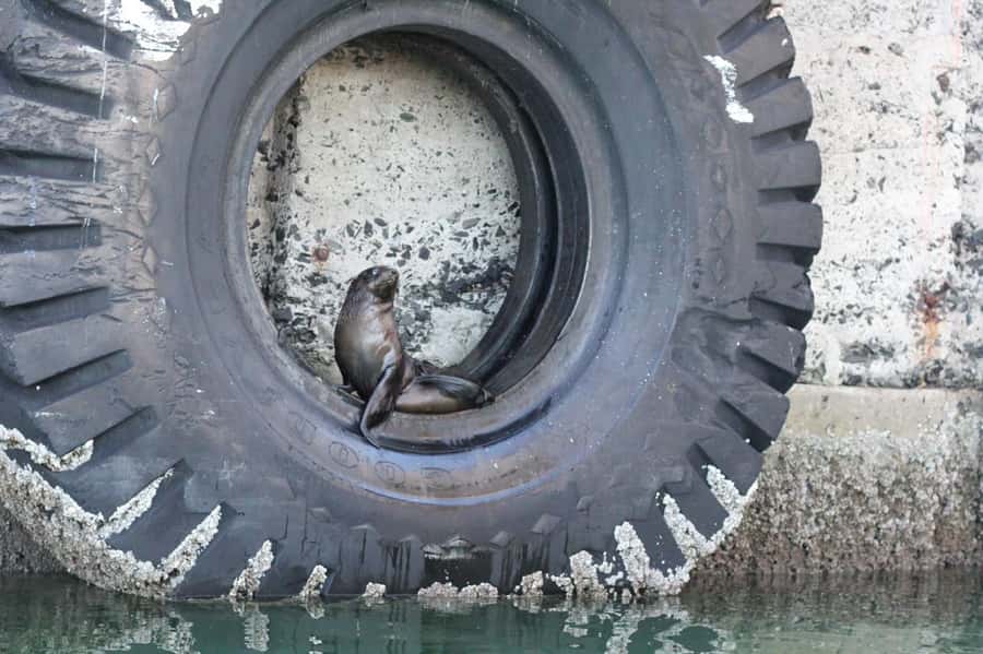 Cape Town: 30 Minute Seal-Watching Harbour Cruise - Is $6 a fair price?