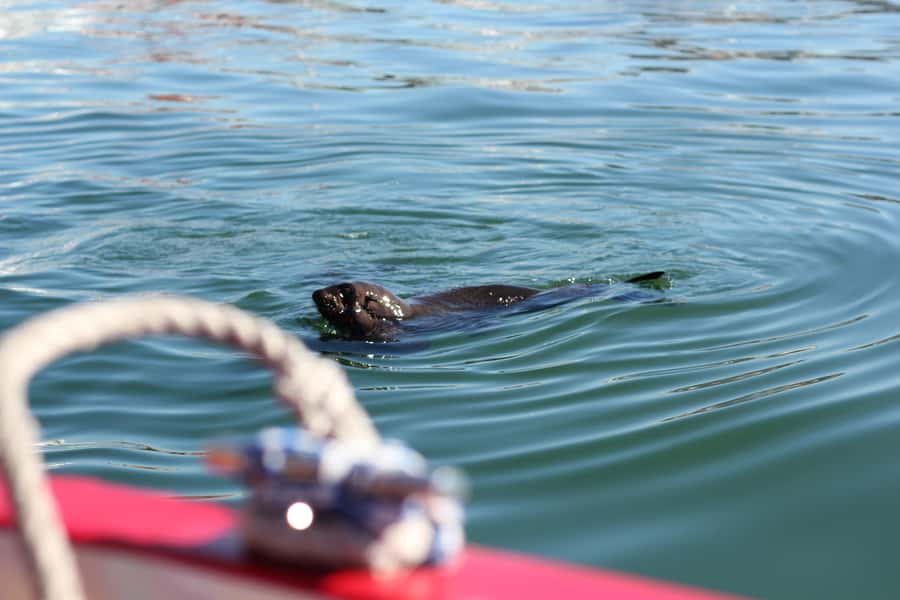 Cape Town: 30 Minute Seal-Watching Harbour Cruise - Finding the boat outside the Two Oceans Aquarium