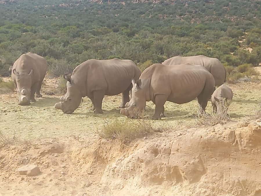 Cape Town: Aquila Game Reserve Sunset Game Drive - Key points to know before booking