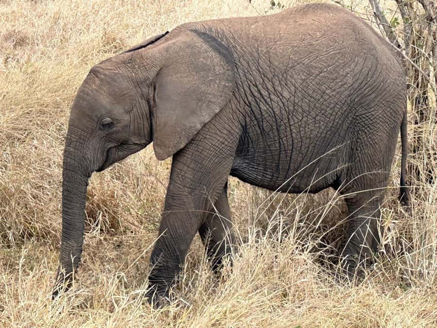 Cape Town: Aquila Game Reserve Sunset Game Drive - Why Aquila works for a Cape Town itinerary