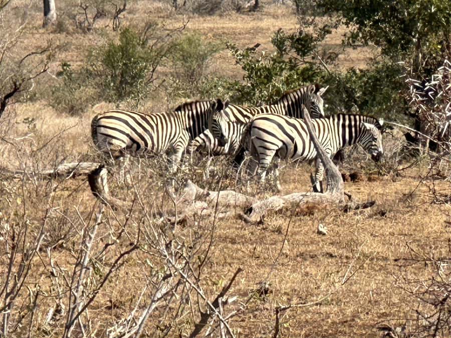 Cape Town: Aquila Game Reserve Sunset Game Drive - Guides make or break the day