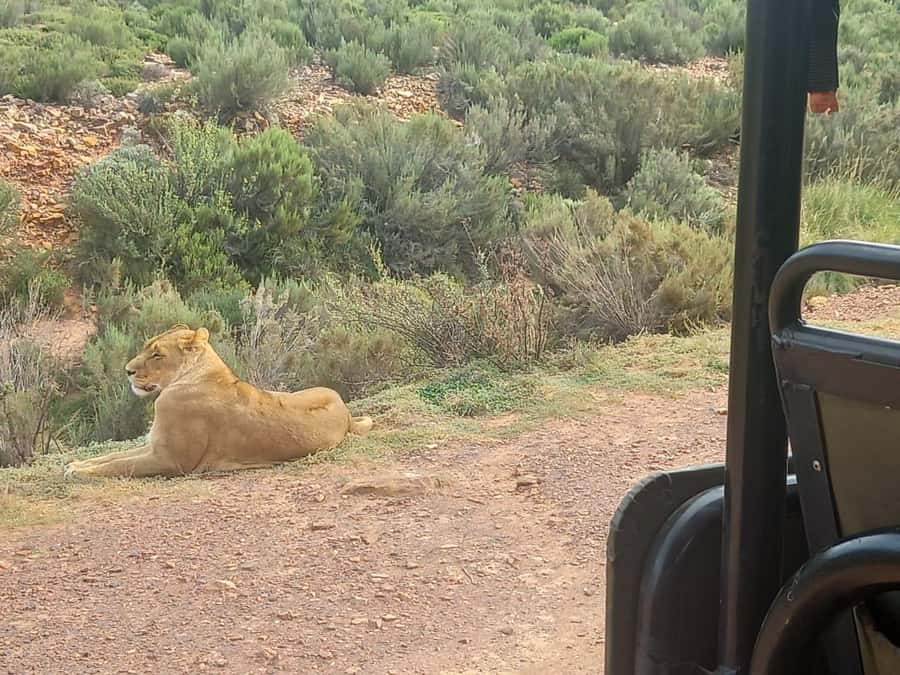 Cape Town: Aquila Game Reserve Sunset Game Drive - Pickup from Cape Town and the long road south