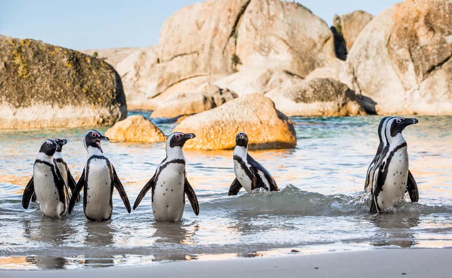 Cape Town: Cape of Good Hope & Penguins Day Tour with Pickup - Muizenberg and the route back to Cape Town