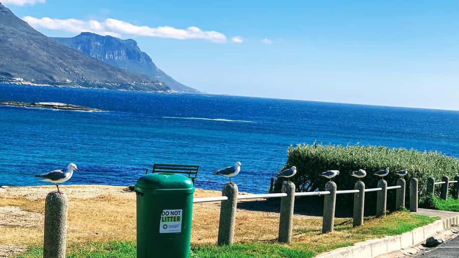 Cape Town: Cape of Good Hope & Penguins Full-Day Guided Tour - A big Cape Peninsula day from your hotel