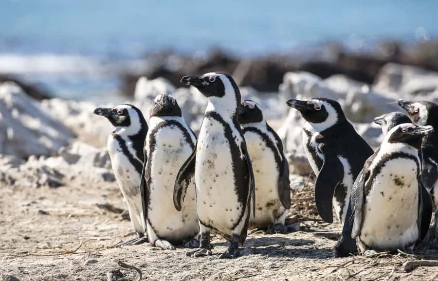Cape Town: Cape of Good Hope & Penguins Full-Day Guided Tour - Noordhoek offers a brief coffee pause
