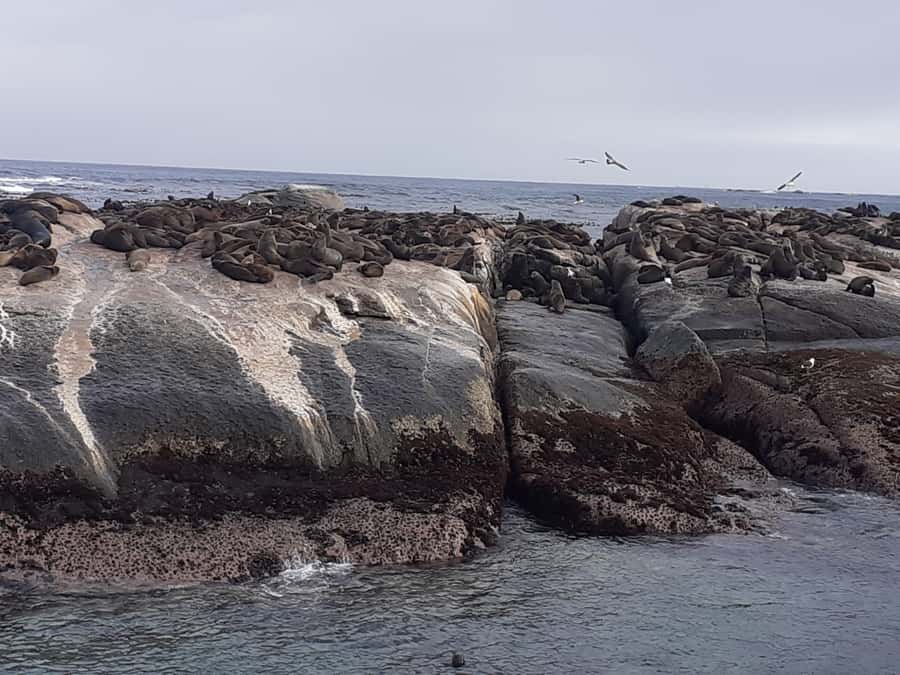 Cape Town: Cape of Good Hope, Seals and Penguins Day Tour - The guides make the long day manageable