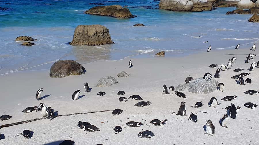 Cape Town: Cape of Good Hope, Seals and Penguins Day Tour - Boulders Beach and African penguins