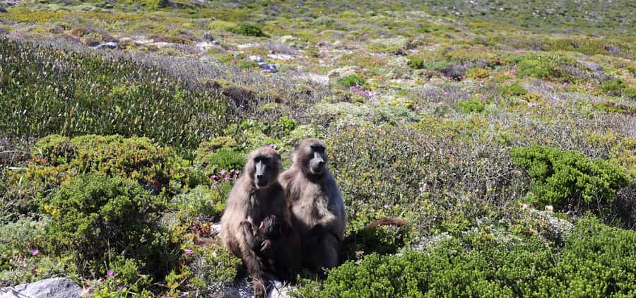 Cape Town: Cape Peninsula & Table Mountain Private Day Trip - Camps Bay and Chapman’s Peak by road