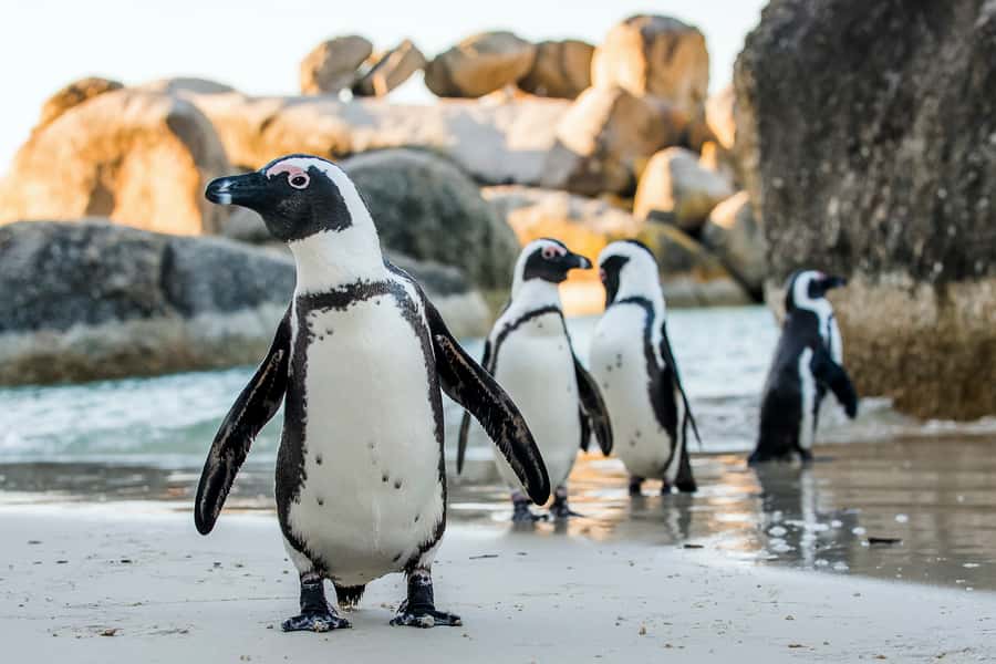 Cape Town: Cape Peninsula & Table Mountain Private Day Trip - How tiring is the ten-hour schedule?
