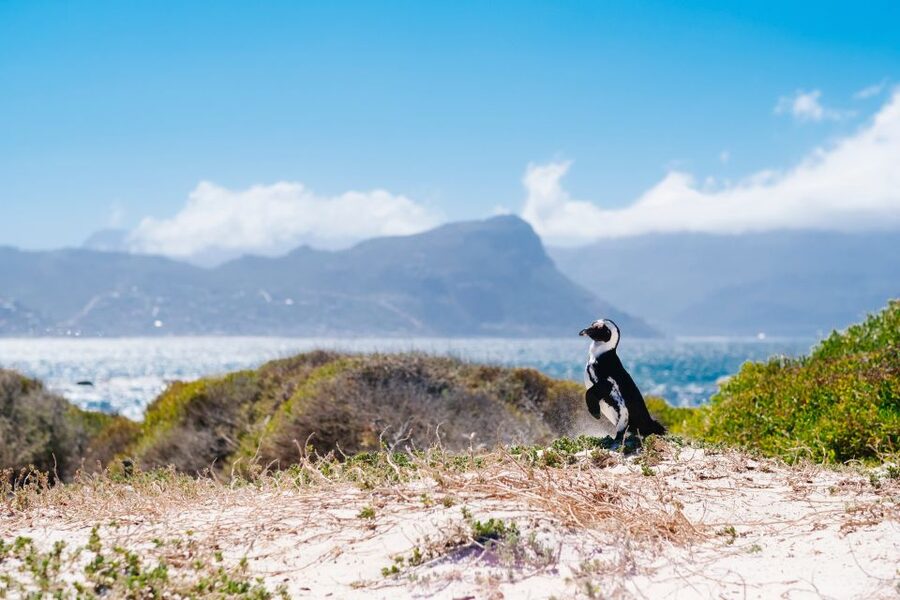 Cape Town: Cape Point and Penguin Colony Full Day Tour - Who will enjoy this tour most