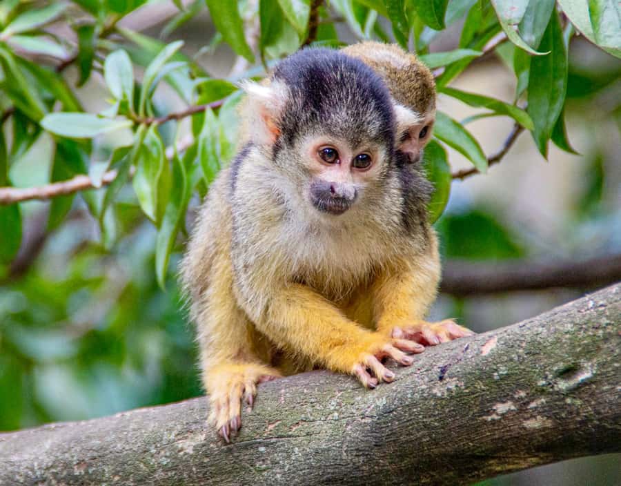 Cape Town City Pass: Save Over 50% on 80+ Top Attractions - Family attractions and easy food stops