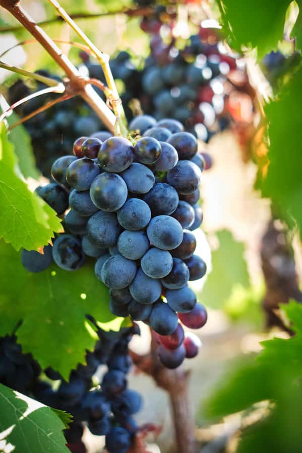 Cape Town: Full-Day Winelands Tour with Wine Tastings & Food - Who should book this tour?