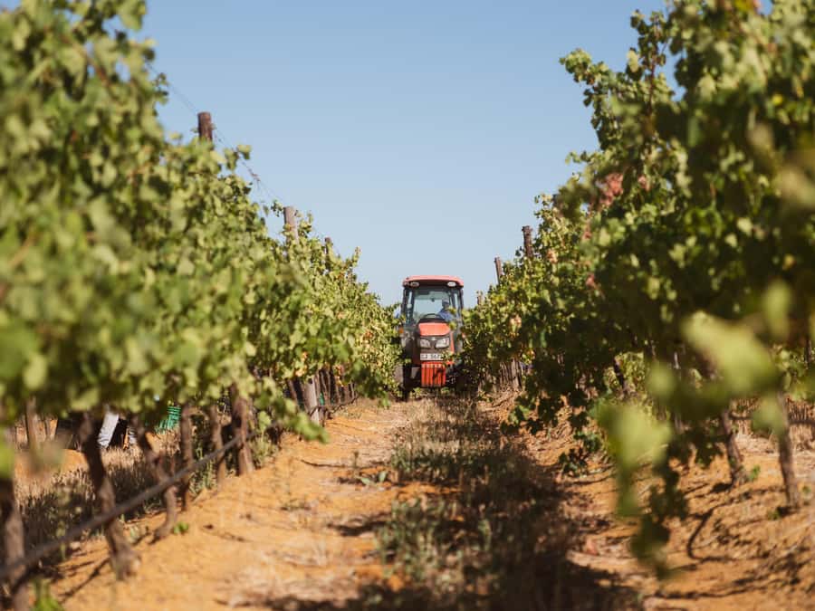 Cape Town: Full-Day Winelands Tour with Wine Tastings & Food - Stellenbosch and the story of Pinotage
