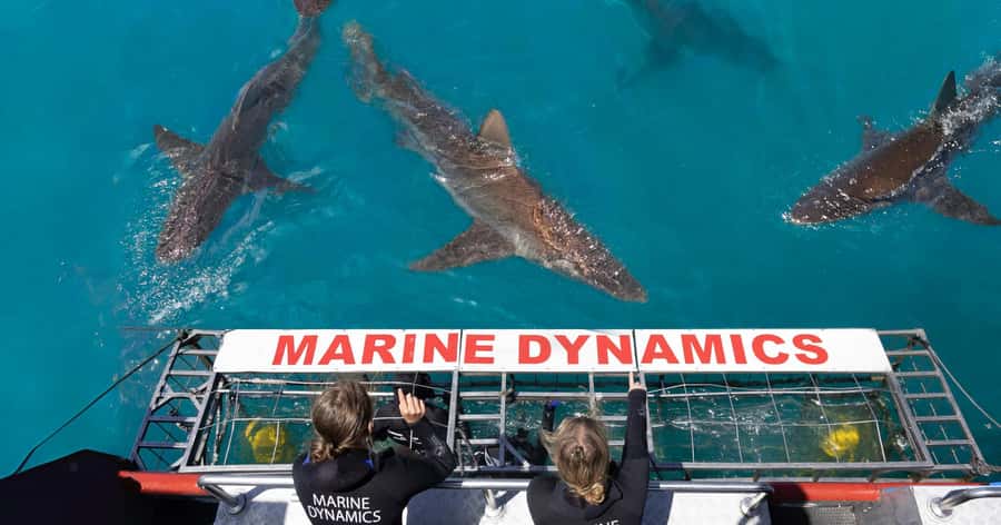 Cape Town: Gansbaai Eco-Friendly Shark Cage Diving Cruise - From Cape Town to Gansbaai: a long but worthwhile morning