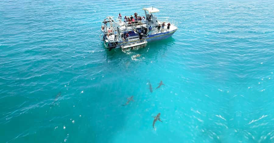 Cape Town: Gansbaai Eco-Friendly Shark Cage Diving Cruise - What you are most likely to see