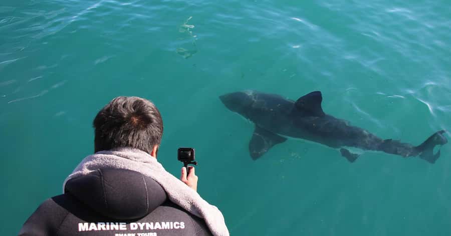 Cape Town: Gansbaai Eco-Friendly Shark Cage Diving Cruise - What to bring and who should book