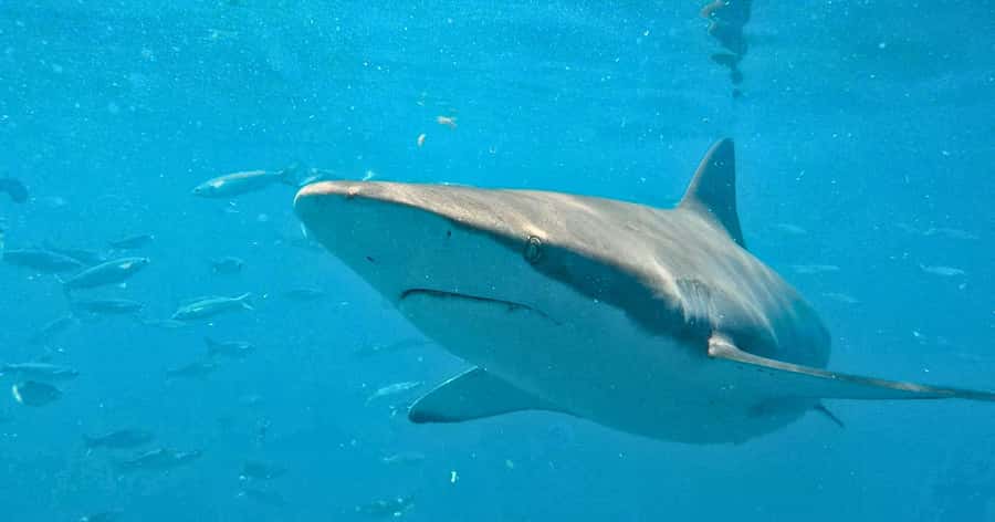 Cape Town: Gansbaai Eco-Friendly Shark Cage Diving Cruise - The Great White House: breakfast, briefing, and preparation