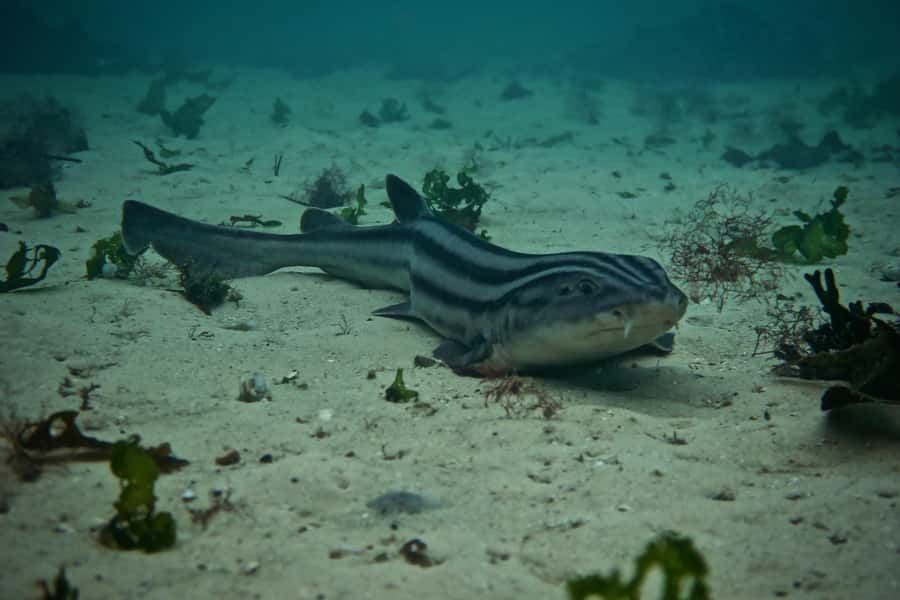 Cape Town: Great African Sea Forest Guided Snorkel - Key points to know before you book