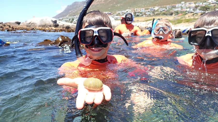 Cape Town: Great African Sea Forest Guided Snorkel - Should you book the Great African Sea Forest snorkel?