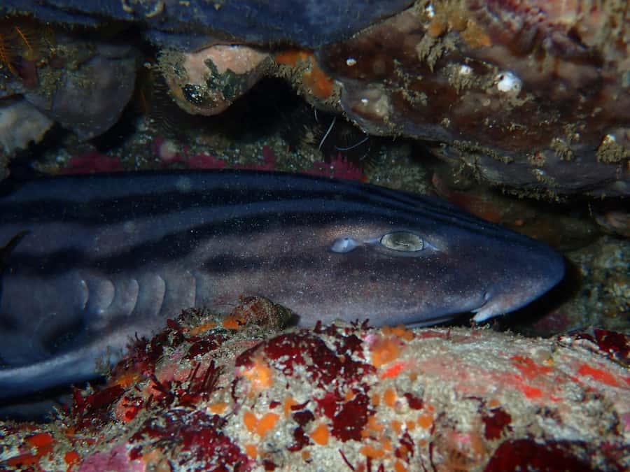 Cape Town: Great African Sea Forest Guided Snorkel - Looking for sharks, octopus, and shysharks