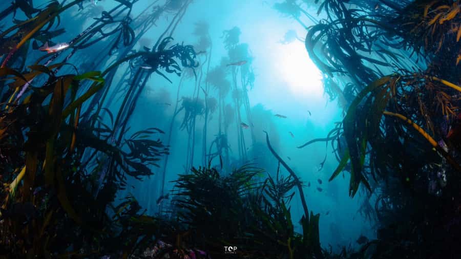 Cape Town: Great African Sea Forest Guided Snorkel - What the water feels like in practice