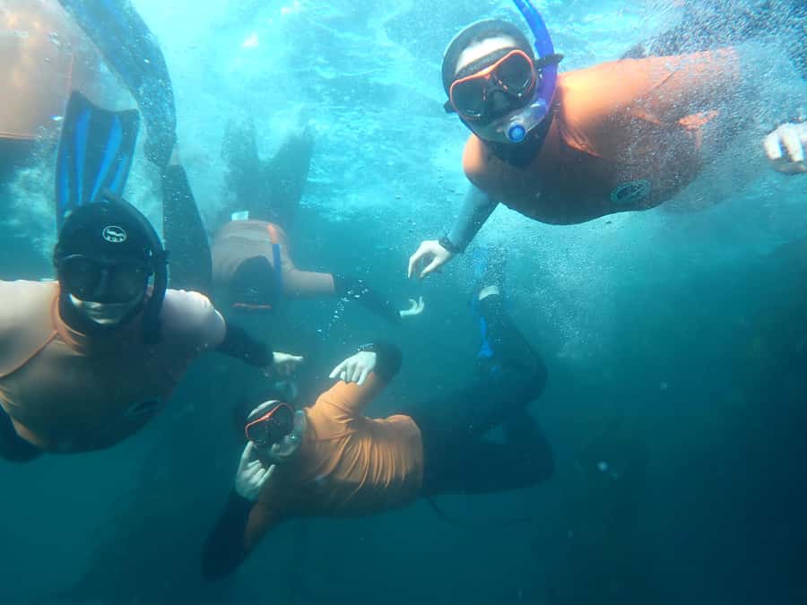 Cape Town: Great African Sea Forest Guided Snorkel - The briefing explains why the forest matters