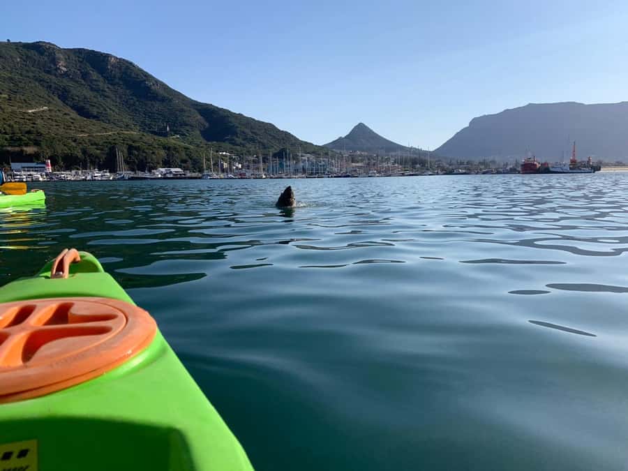 Cape Town: Guided Kayaking in Hout Bay - Who should book this Hout Bay kayak trip?