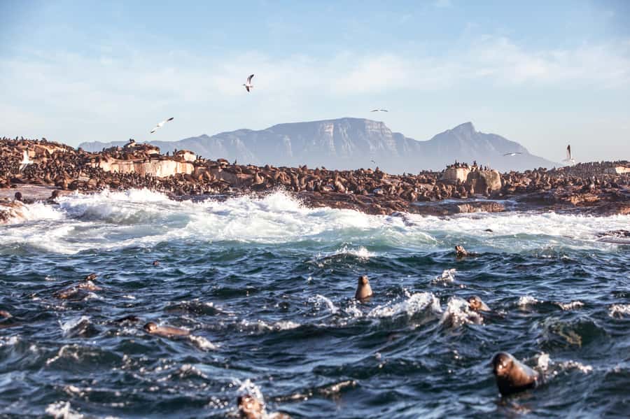 Cape Town: Guided Township Tour with Hotel Pickup - Why this Cape Town tour matters