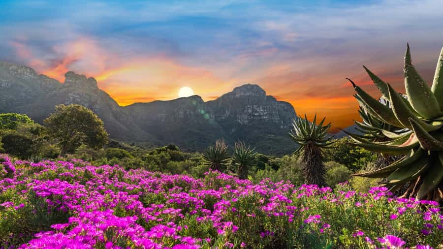Cape Town: Kirstenbosch Botanical Garden Entry Ticket - Why Kirstenbosch feels different from an ordinary garden
