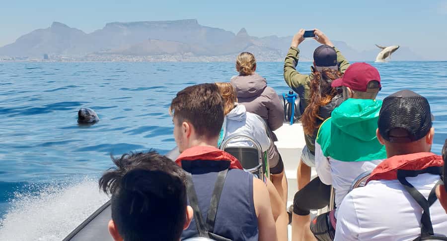 Cape Town: Marine Big 5 Ocean Safari from V&A Waterfront - Key points to know before you book
