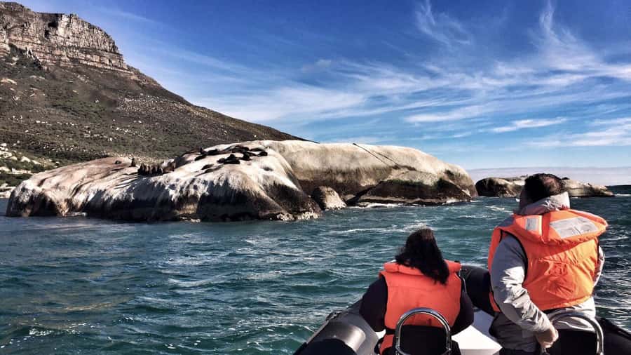 Cape Town: Marine Big 5 Ocean Safari from V&A Waterfront - Wildlife depends on season and luck
