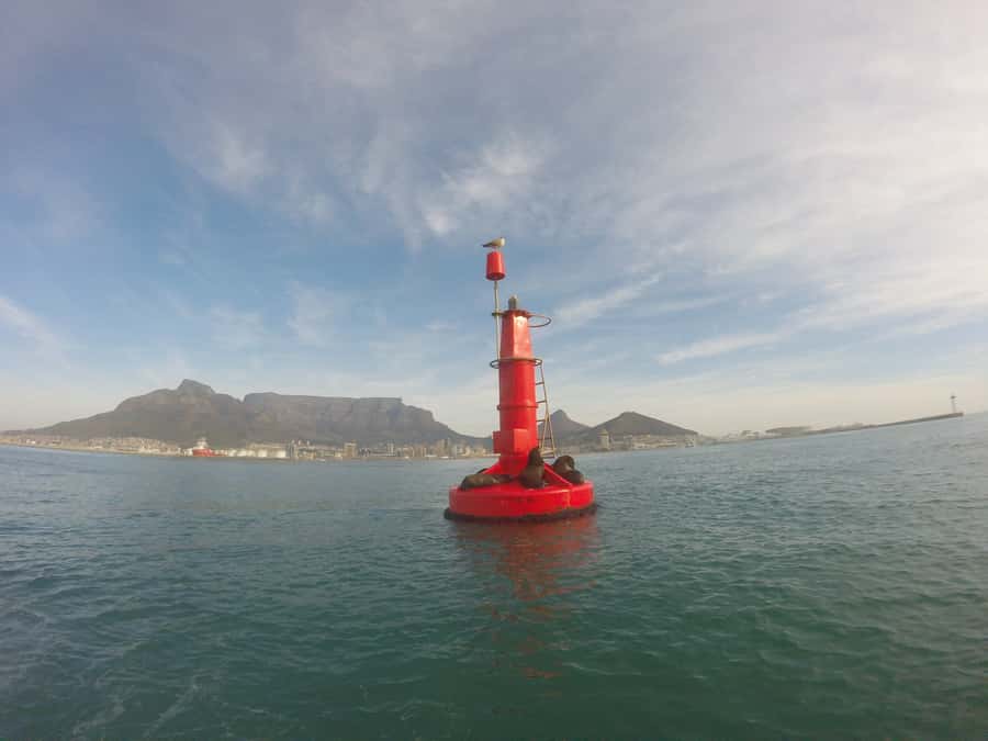 Cape Town: Marine Big 5 Ocean Safari from V&A Waterfront - The catamaran makes the ride worthwhile