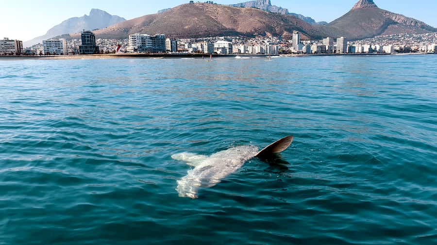 Cape Town: Marine Big 5 Ocean Safari from V&A Waterfront - Comfort, snacks, and what to wear